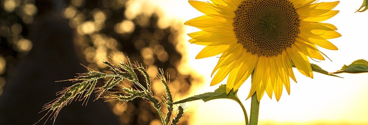 sunflower-1127174_1280-1280×437-1