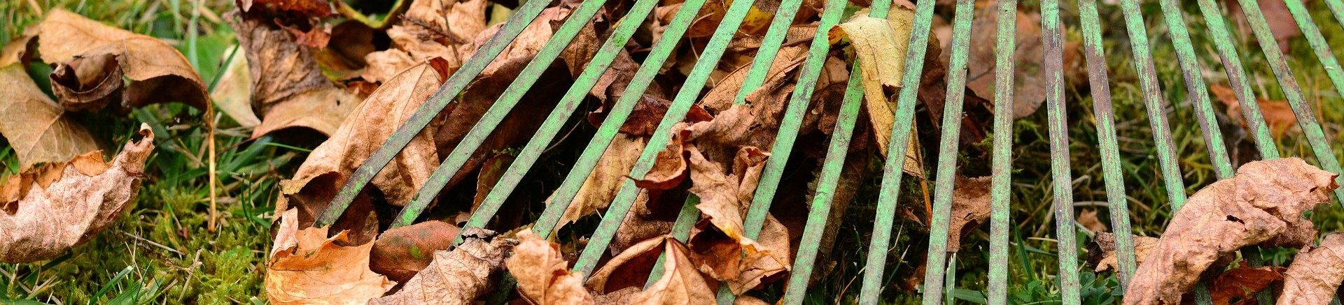 leaves-2901684_1920-1920×437