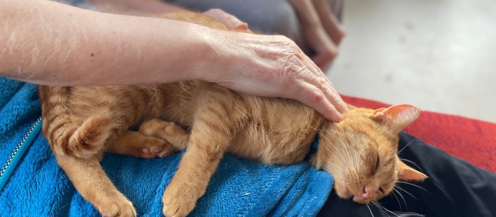 5182de9c-7be1-4c82-822f-810124879053